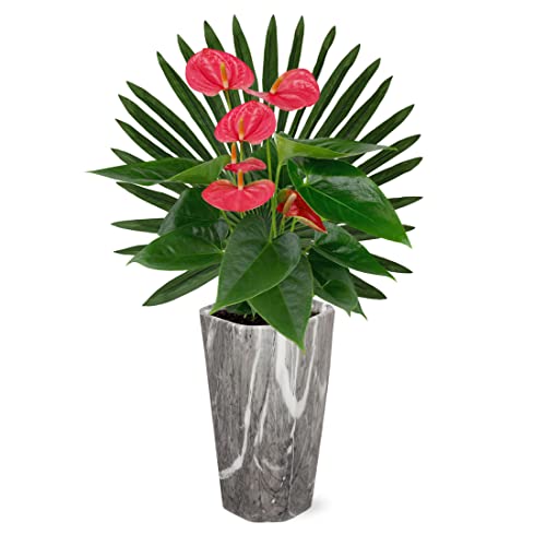 Red Anthurium Bouquet